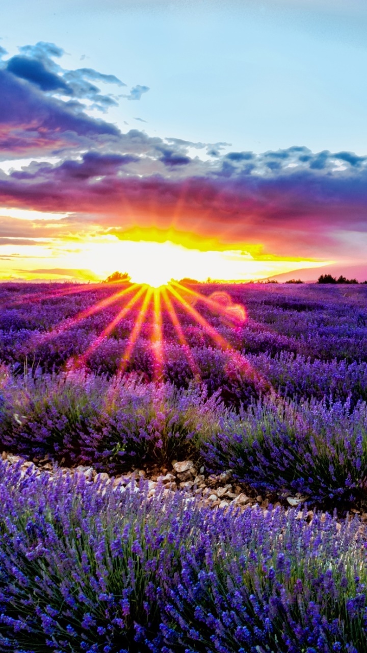 Wallpaper / Earth Lavender Phone Wallpaper, Nature, Field, Cloud, Flower, Purple Flower, 720x1280 free download