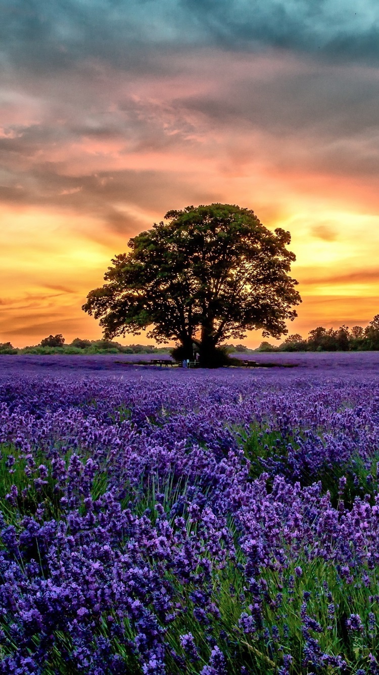 Purple Lavender Fields, Scenery, Sunset, Flowers 750x1334 IPhone 8 7 6 6S Wallpaper, Background, Picture, Image