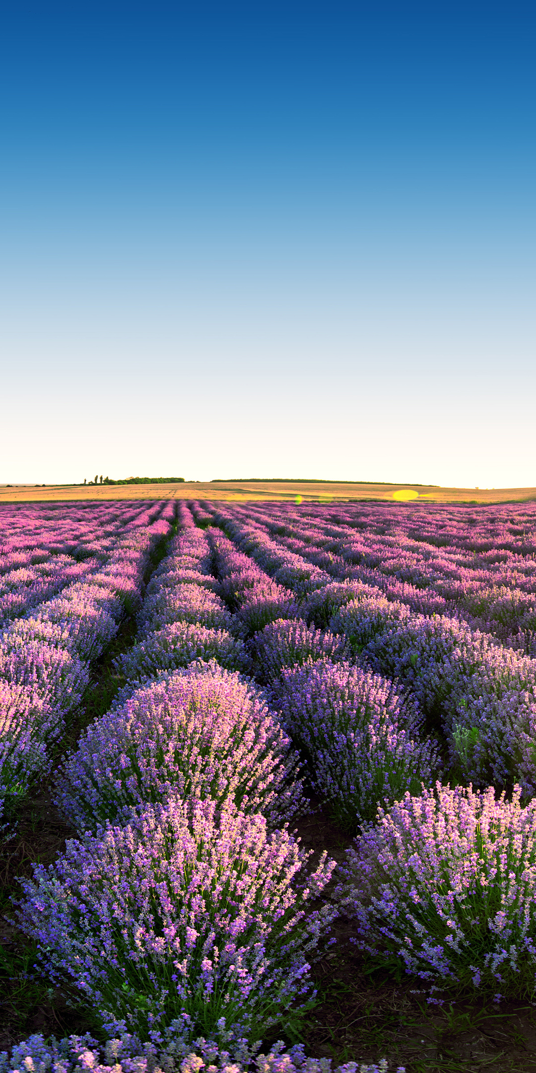 Download Lavender Fields, Nature, Sky, Sunrise, Scenery, Field, Flowers, Lavender, Fields Wallpaper in 1080x2160 Resolution