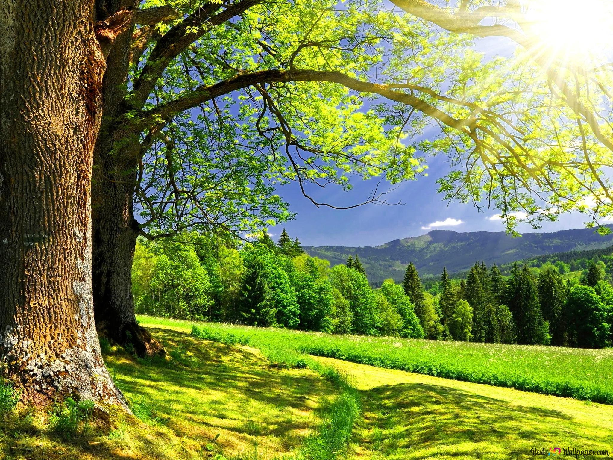 Amazing Green landscape 2K wallpaper download