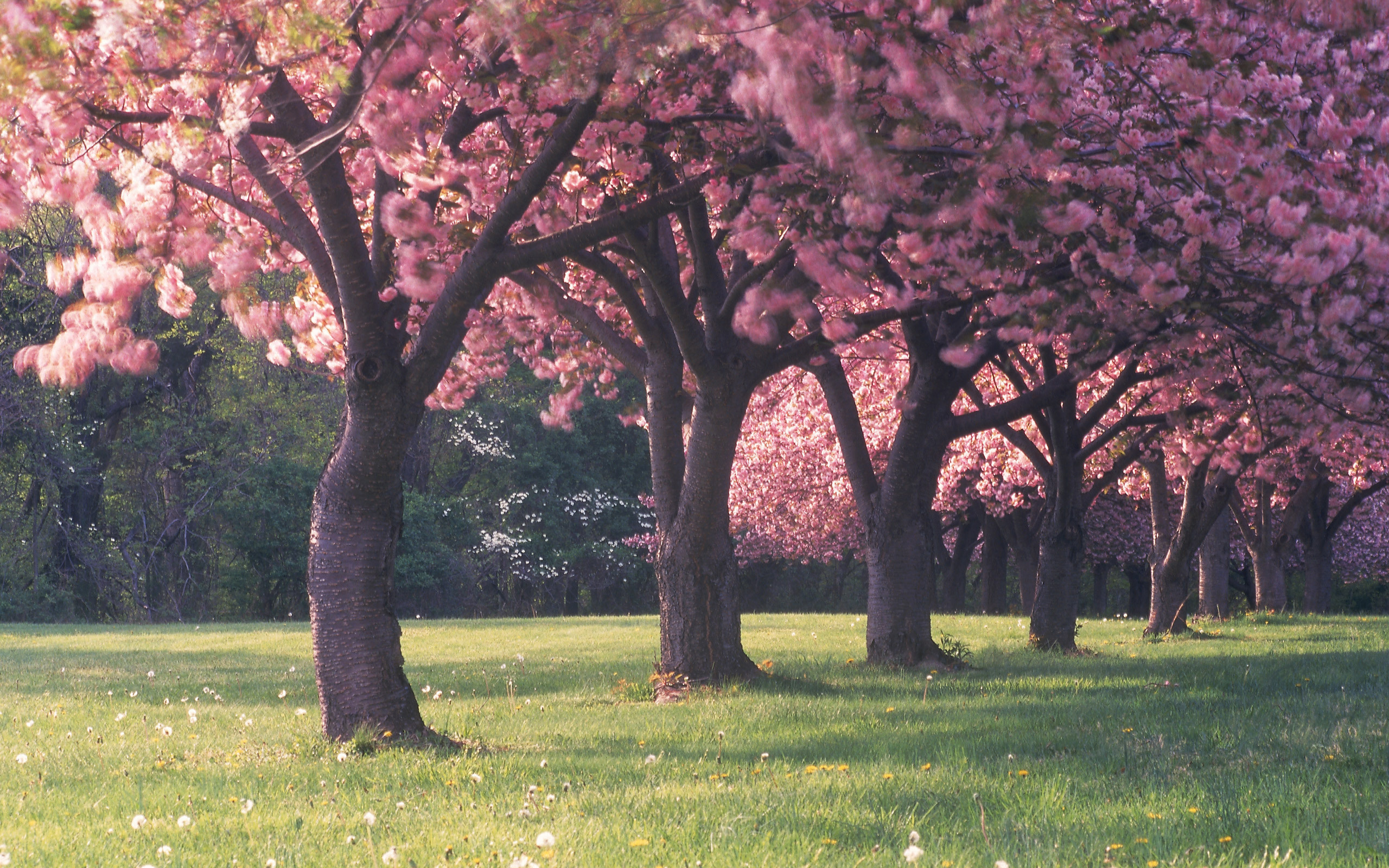 Download Latest HD Wallpaper of, Nature, Sakura Trees