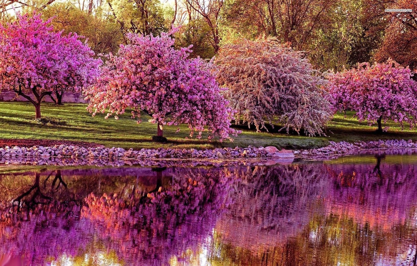Wallpaper forest, nature, Park, river, photo, Sakura image for desktop, section природа
