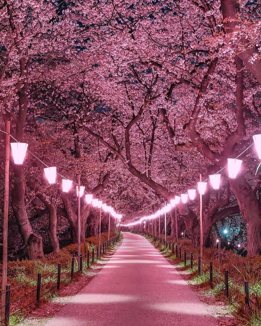 Sakura forest. Cherry blossom japan, Beautiful nature, Beautiful landscapes