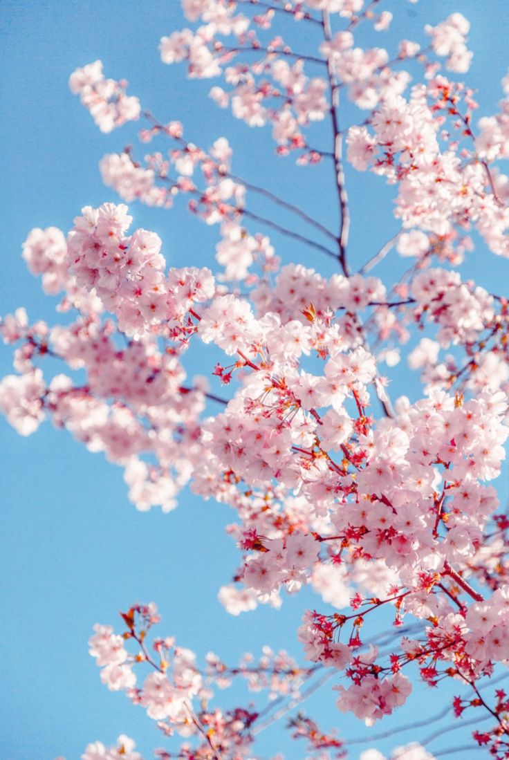 Beautiful Sakura Tree. Manzara, Doğa, Soyut fotoğrafçılık