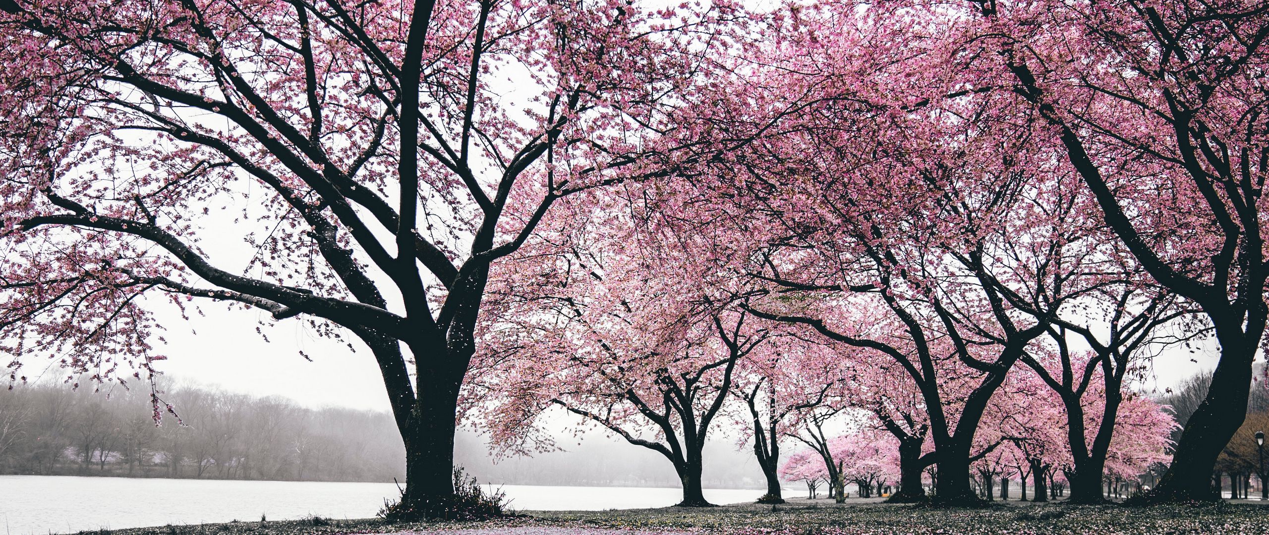 Download wallpaper 2560x1080 sakura, trees, flowering, flowers, blooming dual wide 1080p HD background