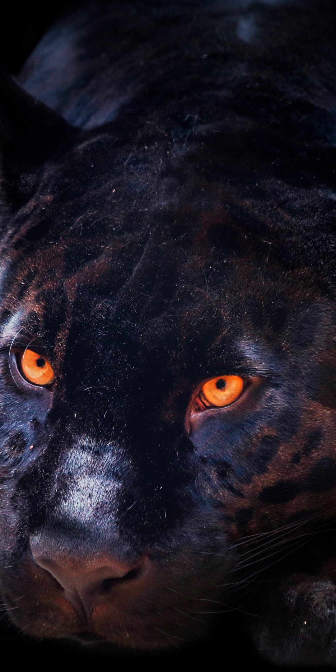 Black Panther Wallpaper 4K, Dark background, Animals