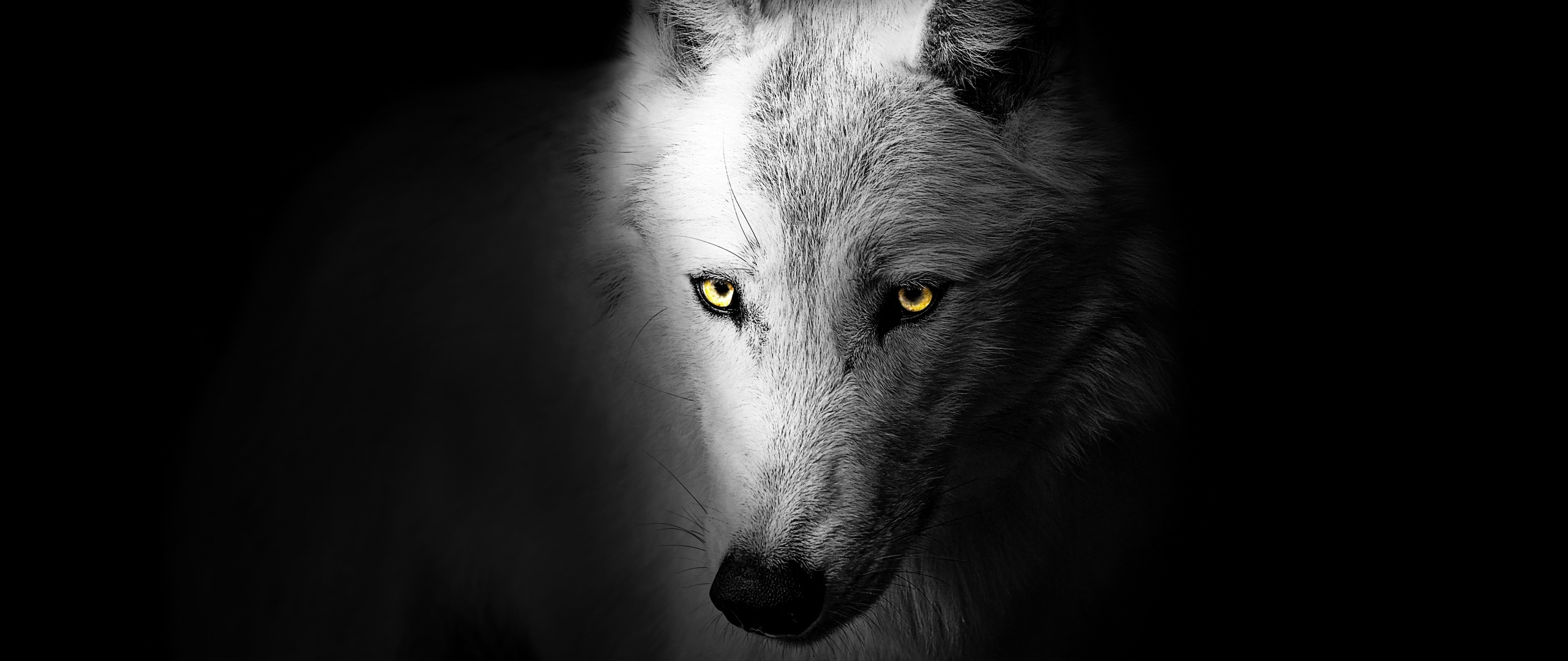 Wolf Wallpaper 4K, Black background, Wild, Animals