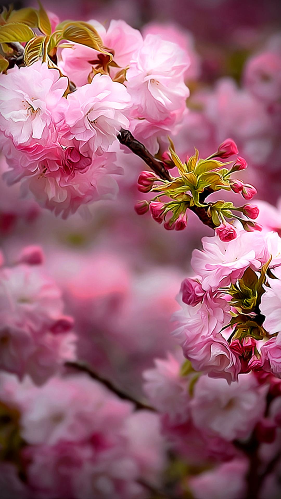 Spring Wallpaper Spring Wallpaper Download