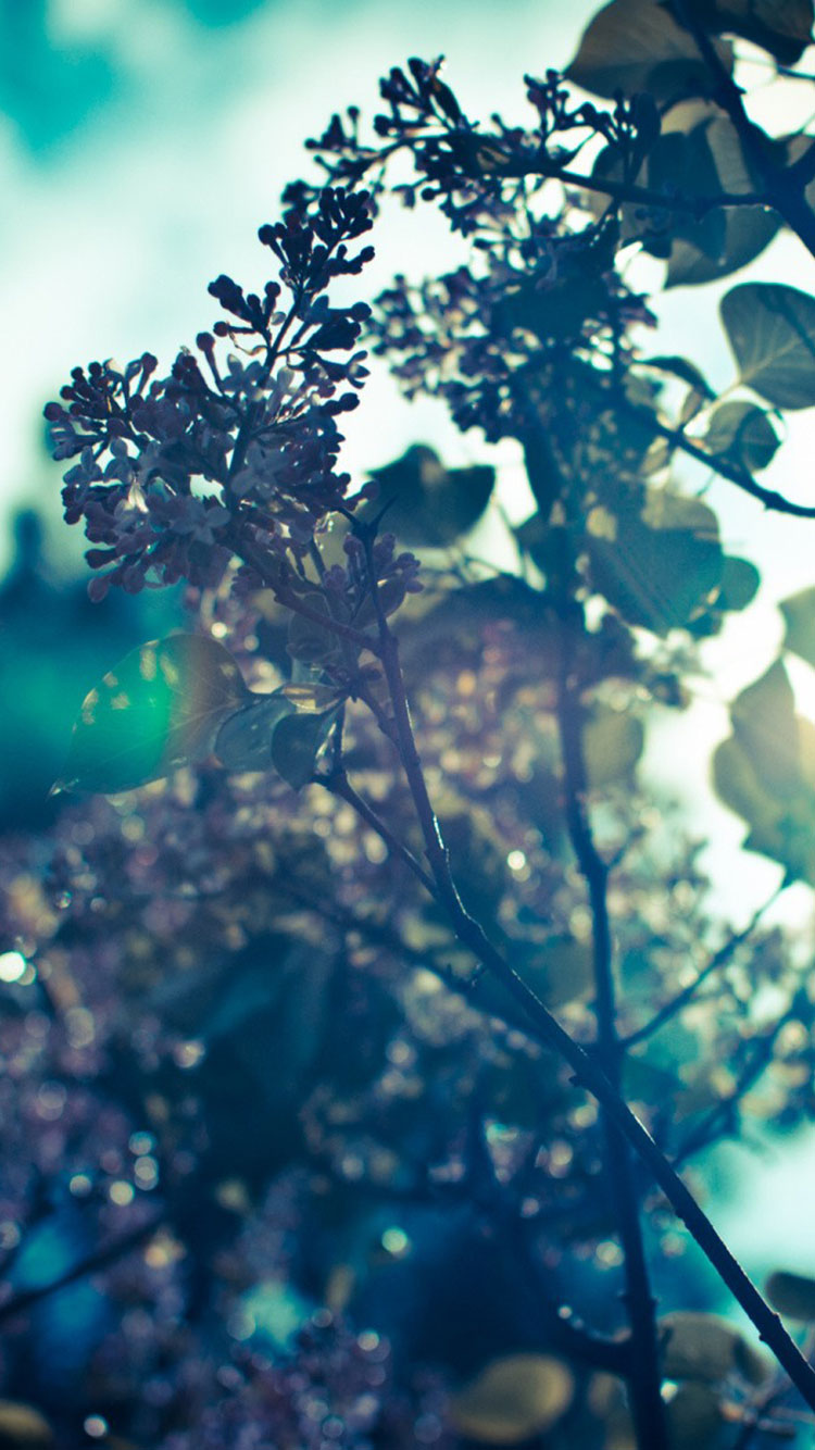 Spring Phone Wallpaper