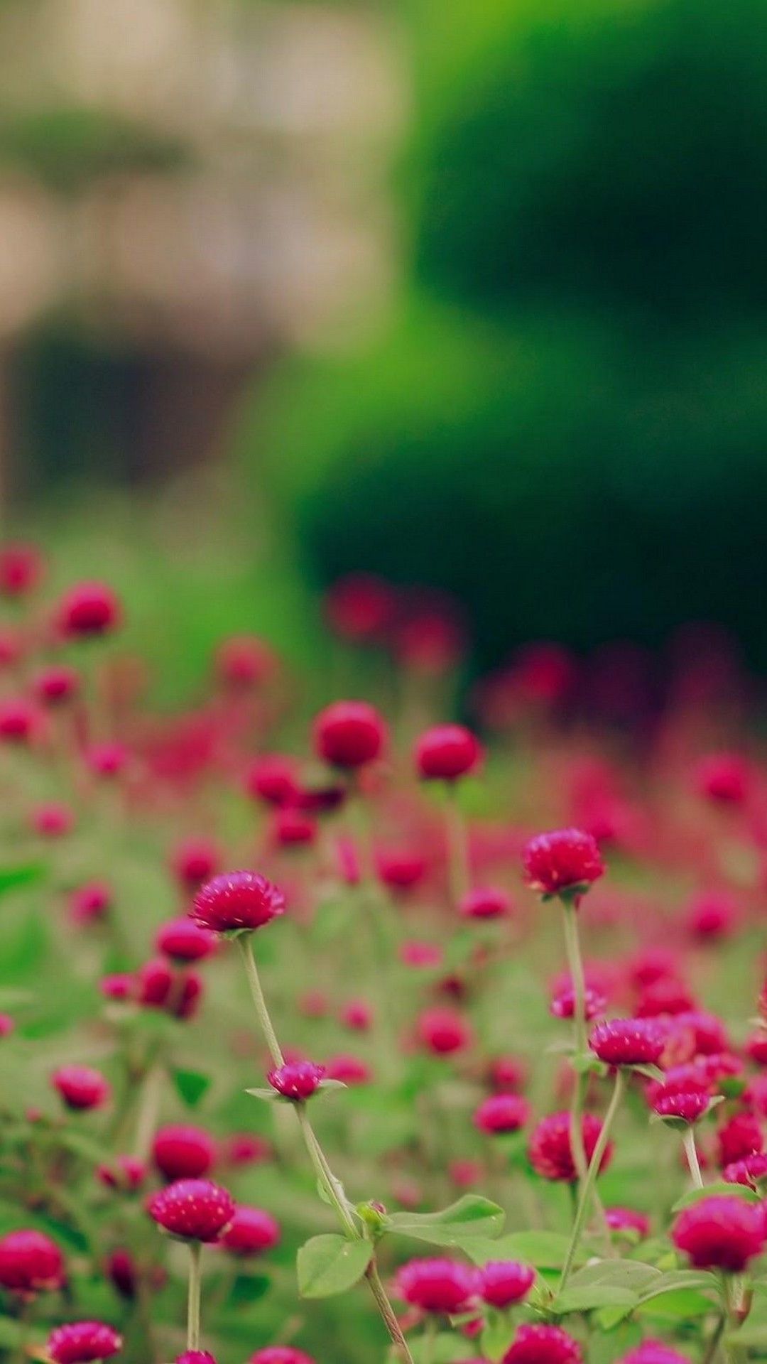 Spring Wallpaper for mobile phone