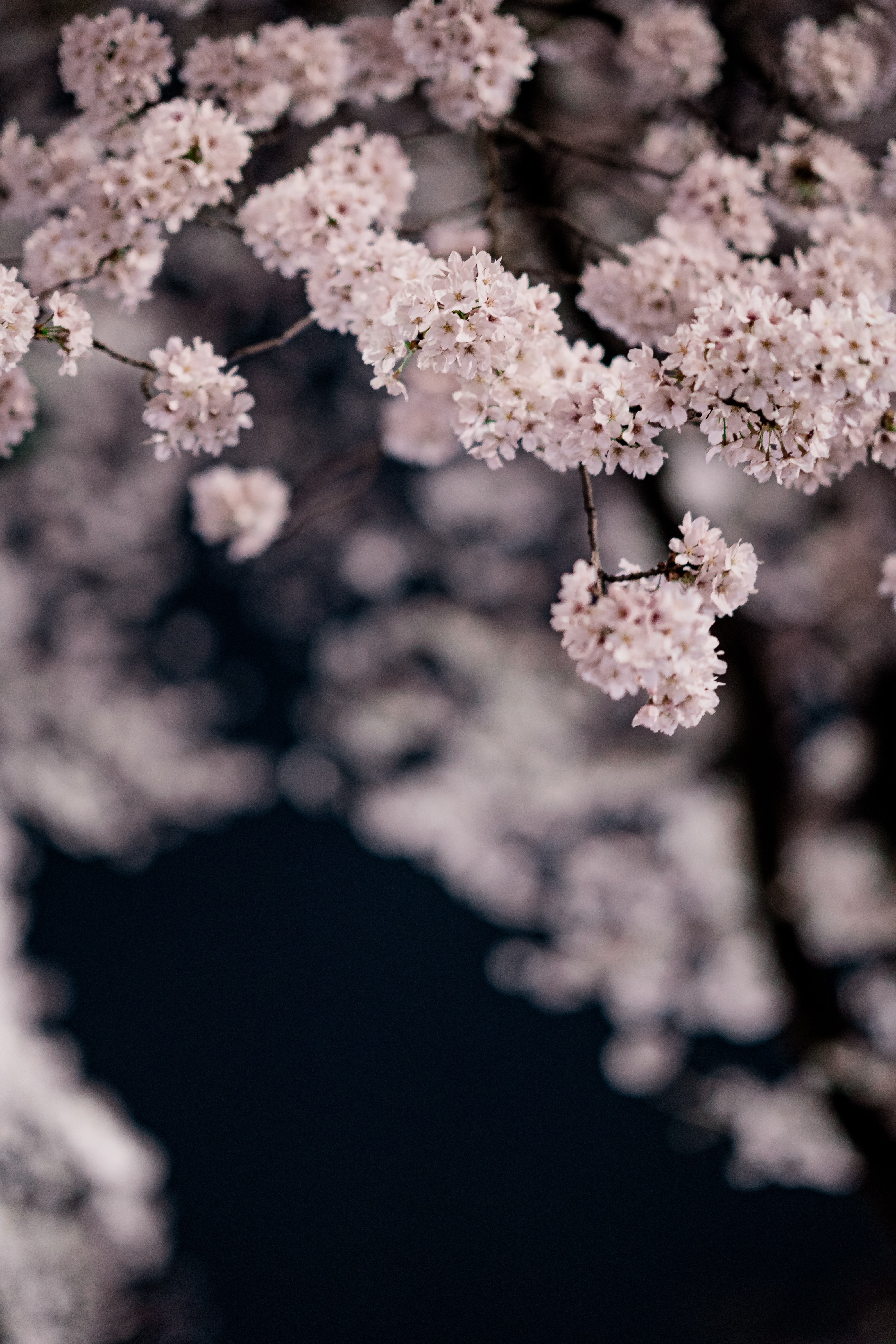 Spring wallpaper for mobile phone