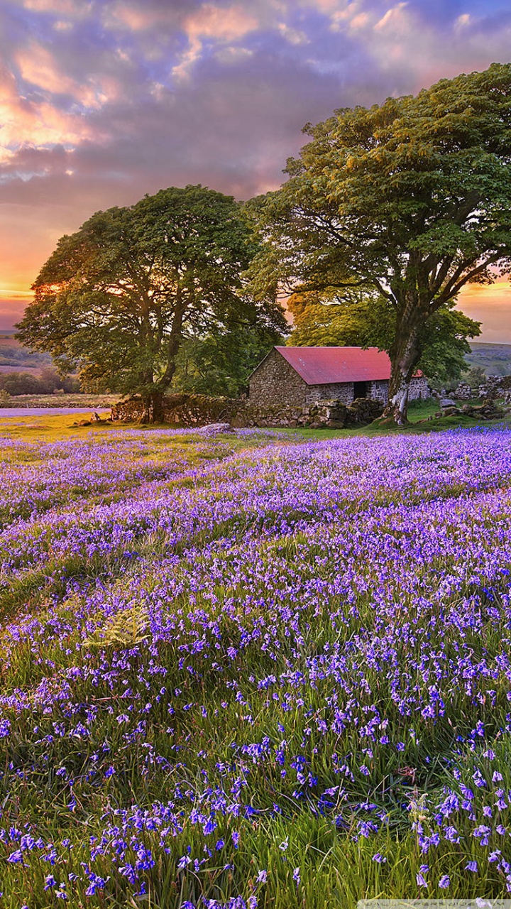 Spring, Nature, Flowers Ultra HD Desktop Background Wallpaper for 4K UHD TV, Widescreen & UltraWide Desktop & Laptop, Tablet