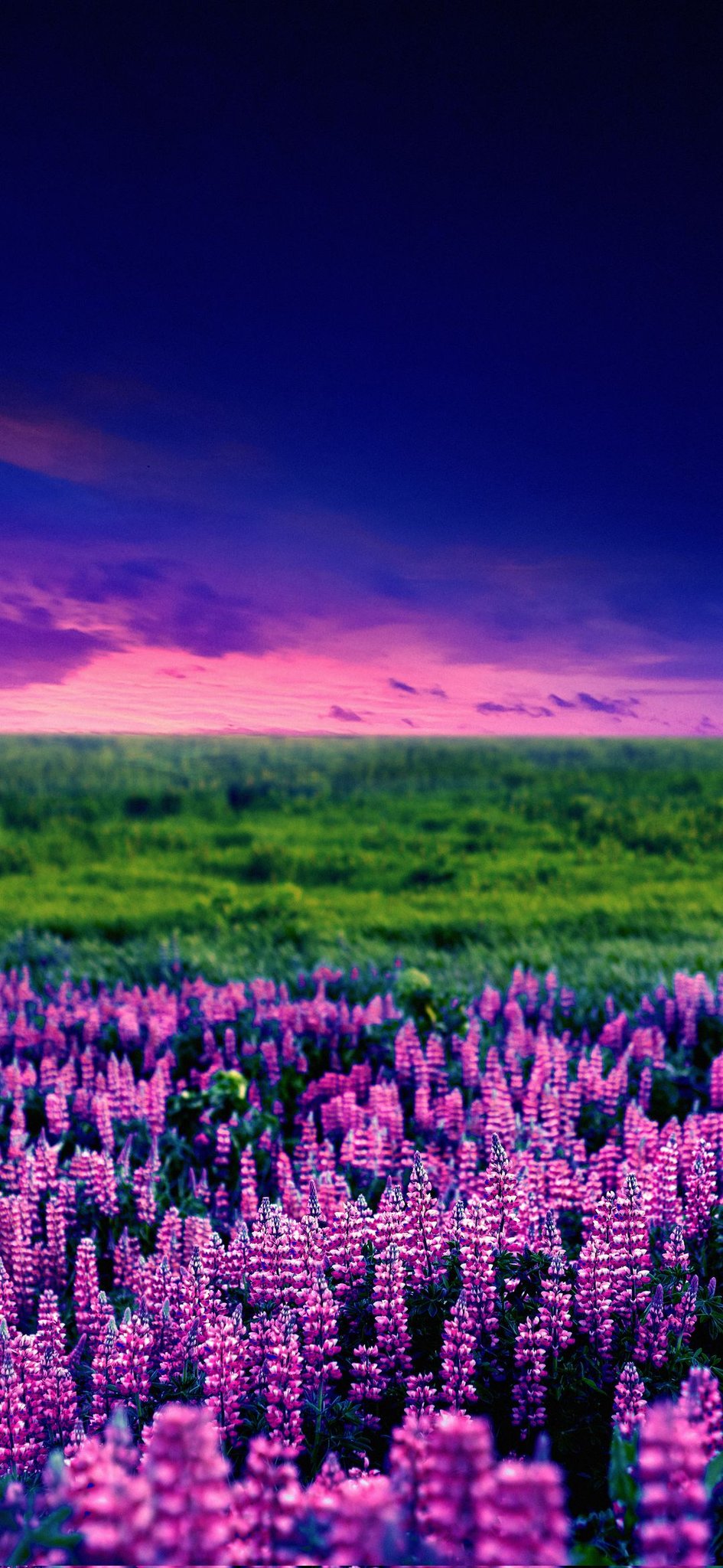 Wallpaper #wallpaper for your #smartphone #Set #Nature #Flower #Sunrise