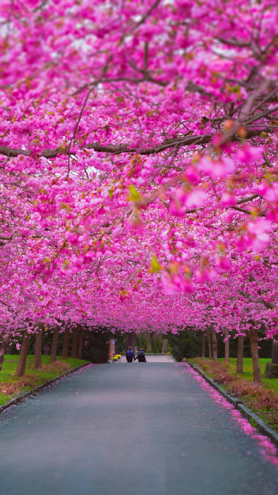 Wallpaper trees, 4k, 5k wallpaper, sakura, spring, Nature
