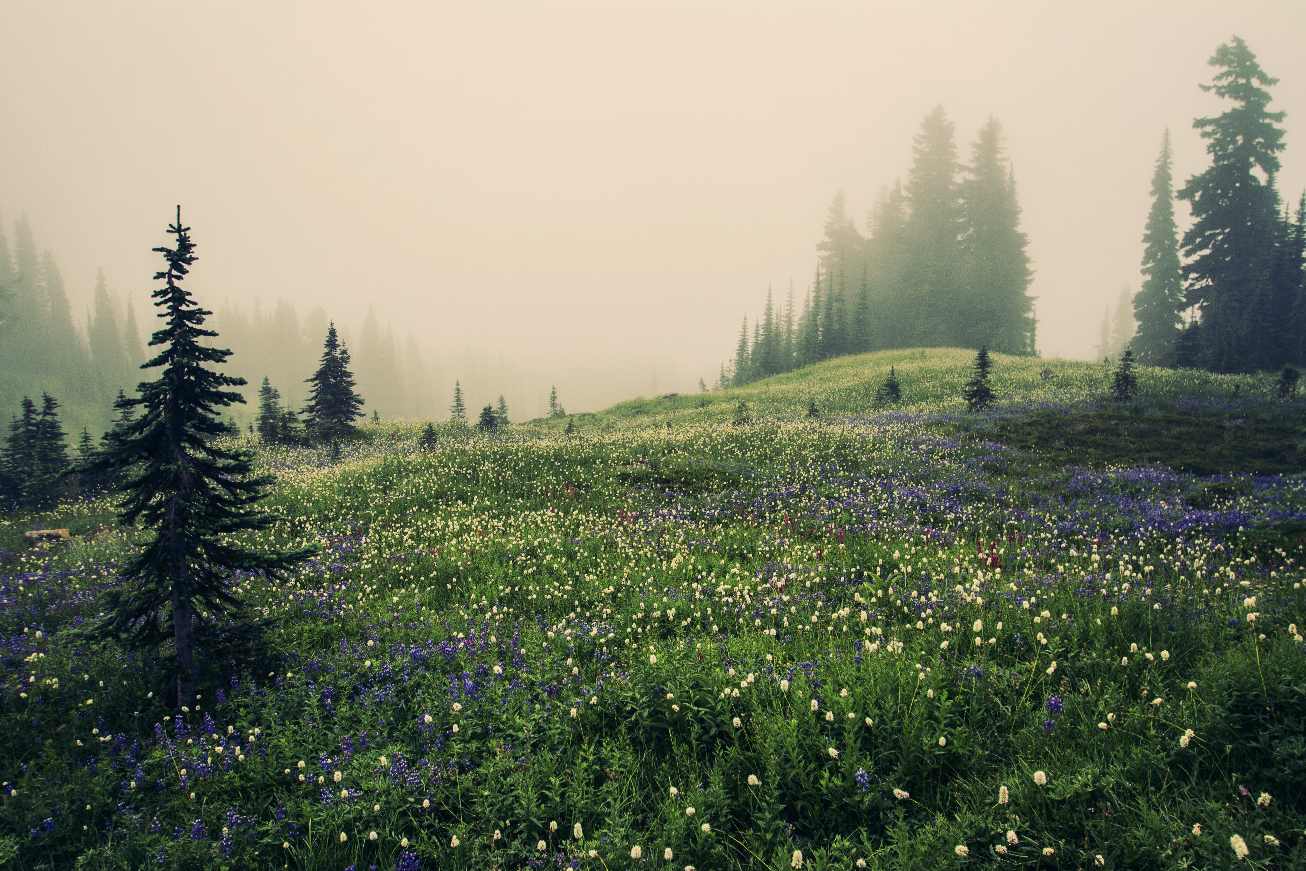 Wallpaper / flower, Mountains, outdoors, trees, rest, mountain, paradise, peace, natural, alpine, beauty, forest, Mountain Meadow, wander, foggy weather, explore, Washington free download