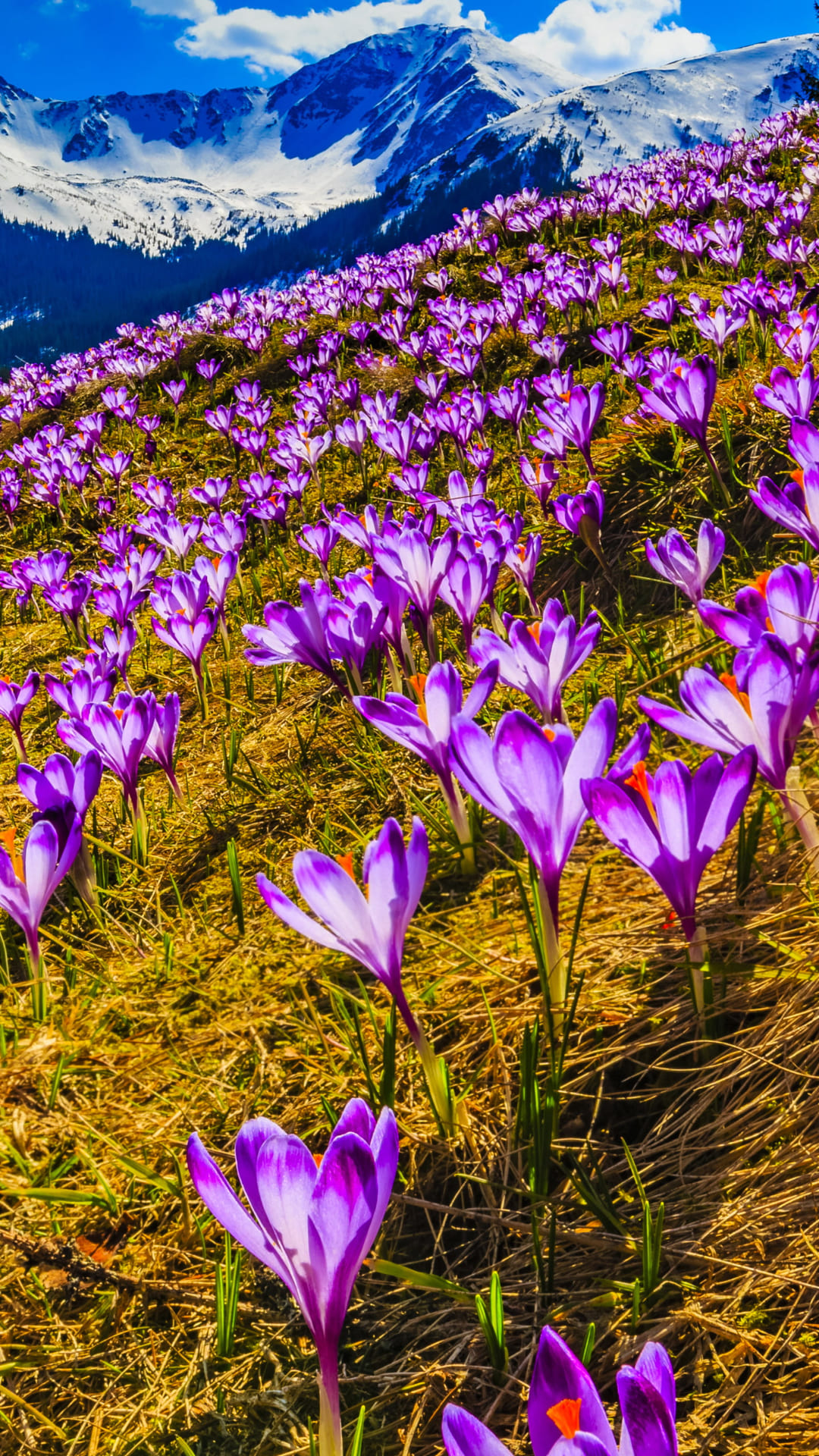 Spring Wallpaper Spring Wallpaper Download