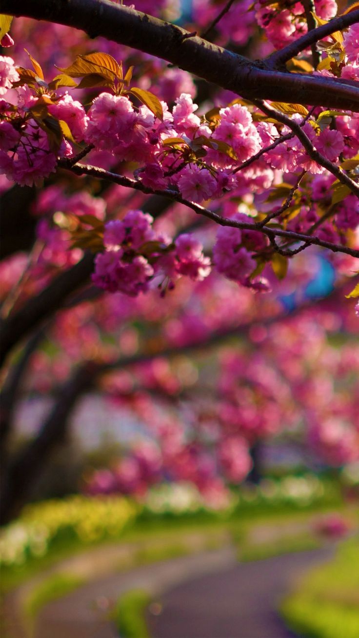 Spring Wallpaper for mobile phone, tablet, desktop computer and other devices HD and 4K wall. Spring wallpaper, Purple flowers wallpaper, Flower desktop wallpaper