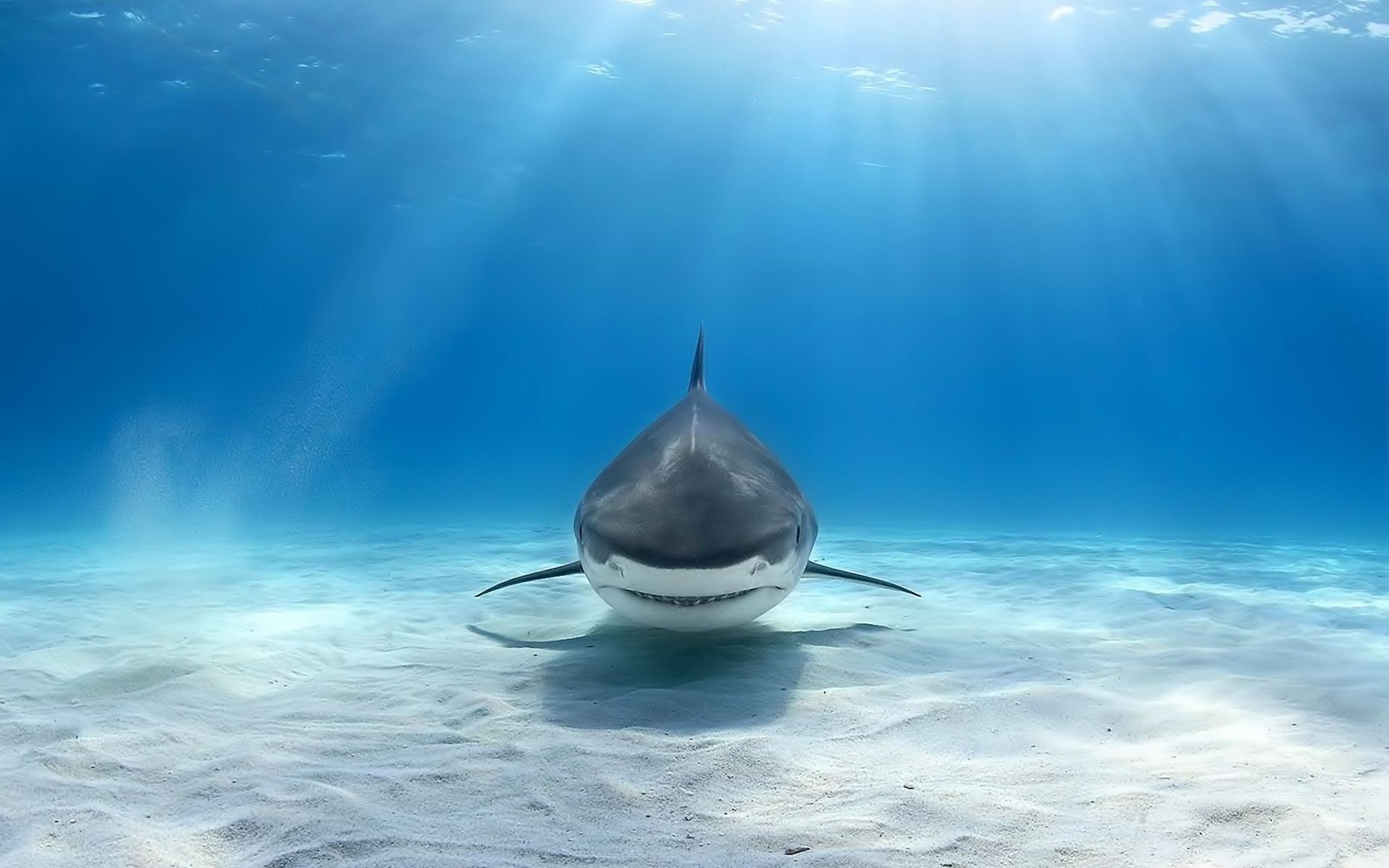 Bull Shark Wallpaper