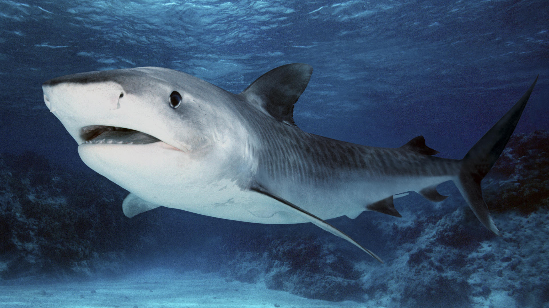 Download Tiger Shark wallpaper for mobile phone, free Tiger Shark HD picture