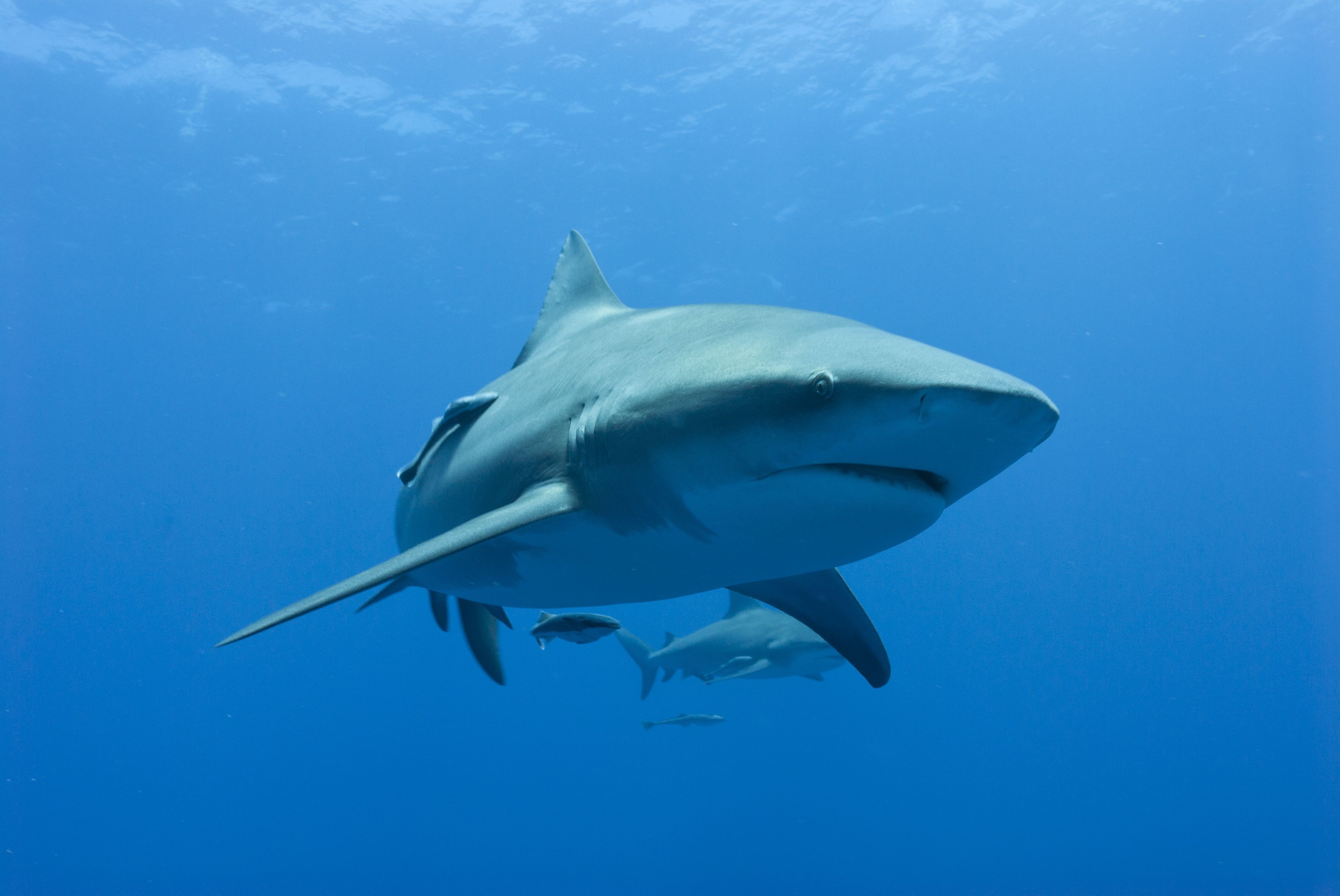 Bull Shark Wallpaper