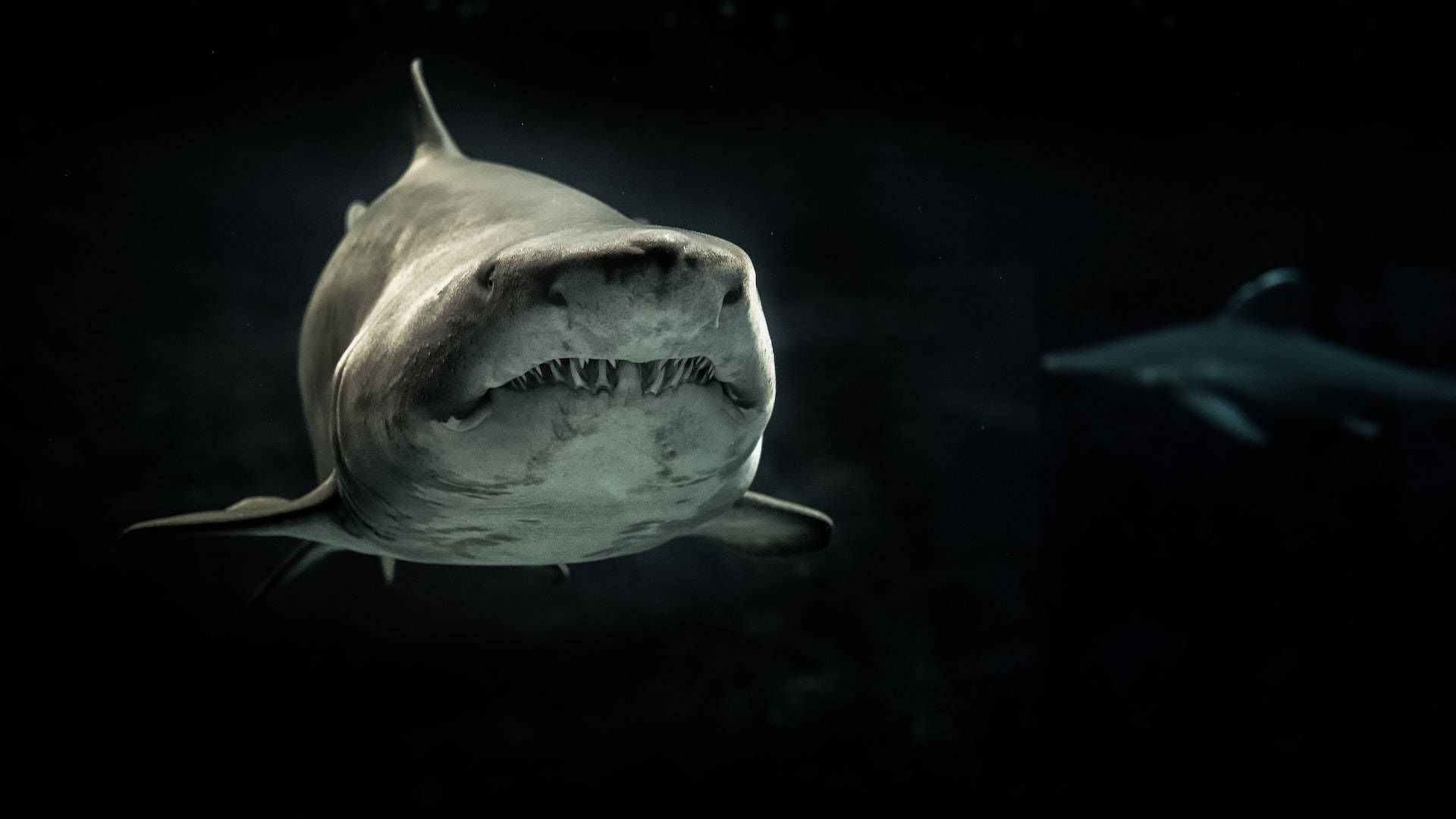 Download 1920x1080 HD Dark Shark Wallpaper