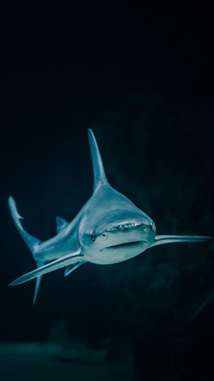 shark. iPhone Wallpaper. Shark picture, Shark photo, Shark