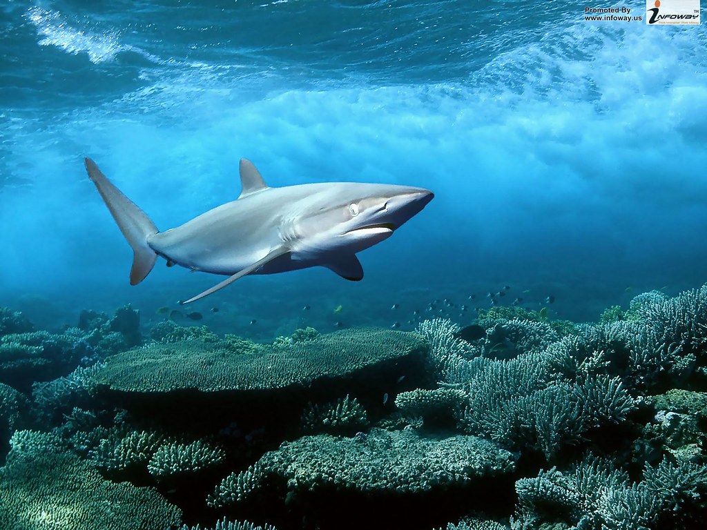 shark wallpaper fish animals. shark wallpaper fish animals