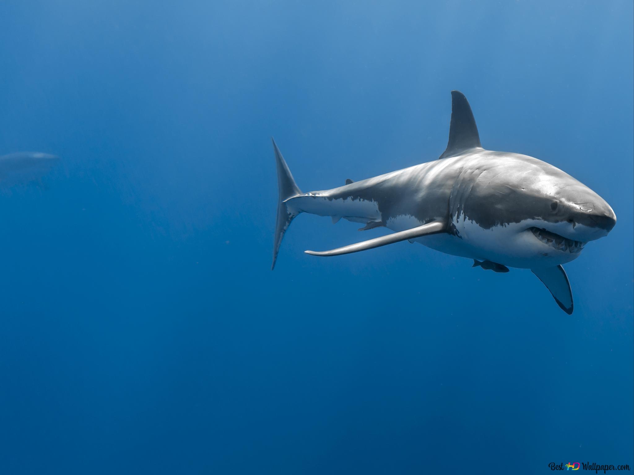 Bull Shark 4K wallpaper download