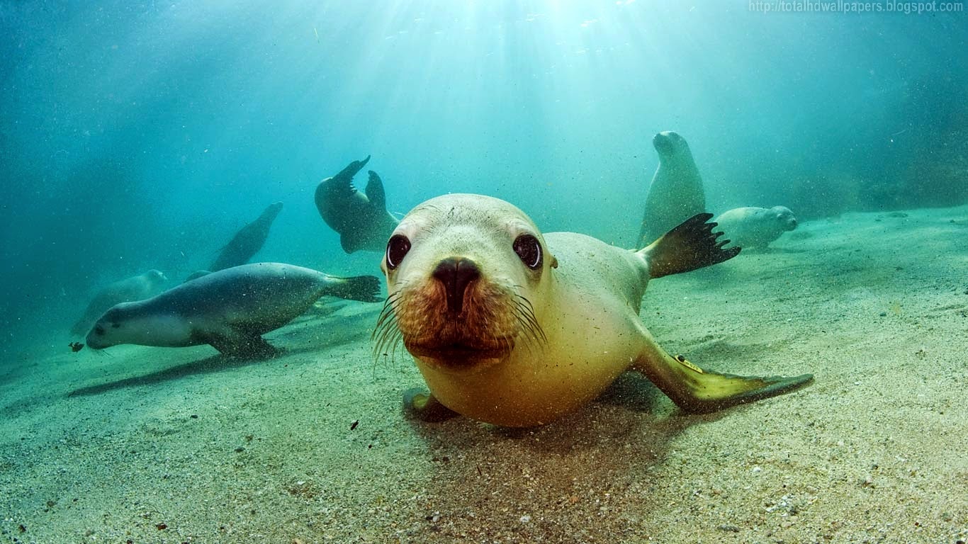 Sea Lion Wallpaper