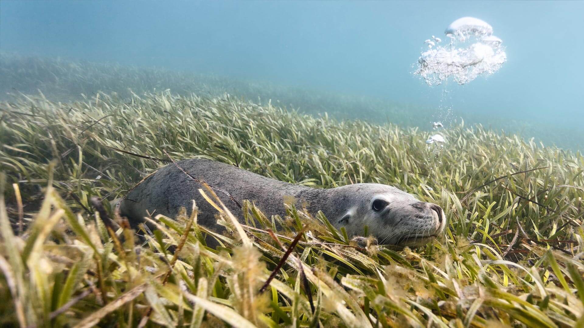An Australian Sea Lion lazing around