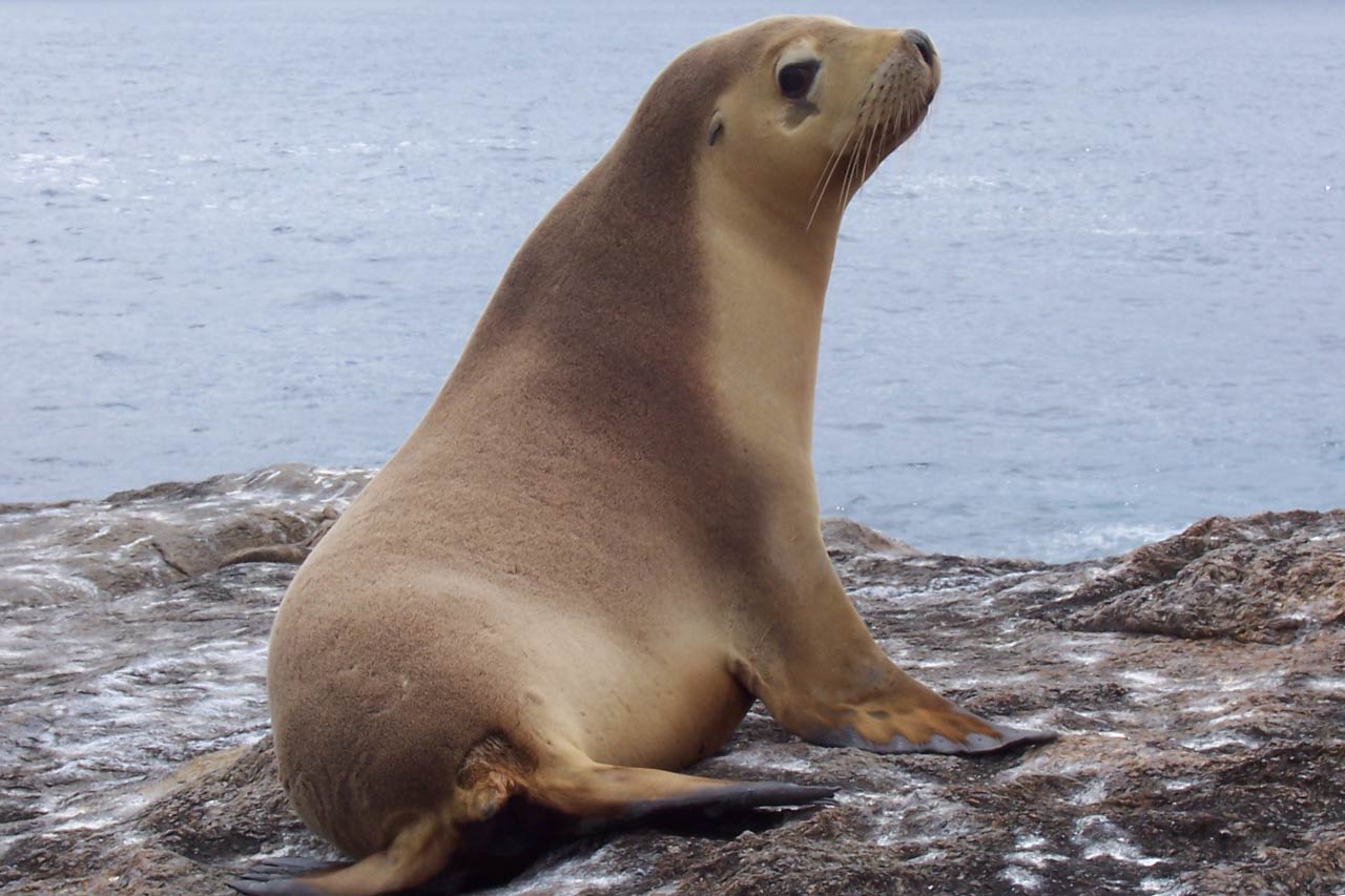 Australian Sea Lion Facts, Picture, Video & In Depth Information