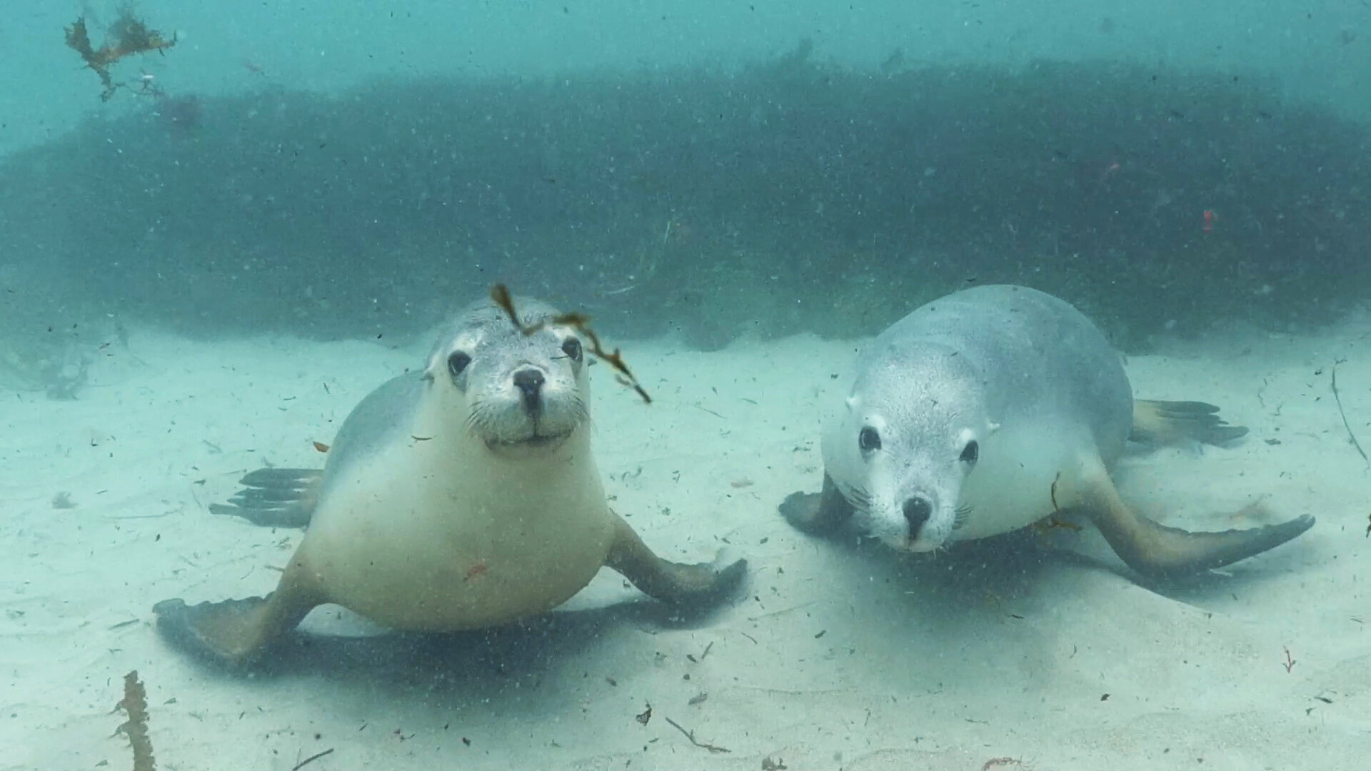 Australian Sea Lion. Great Southern Reef