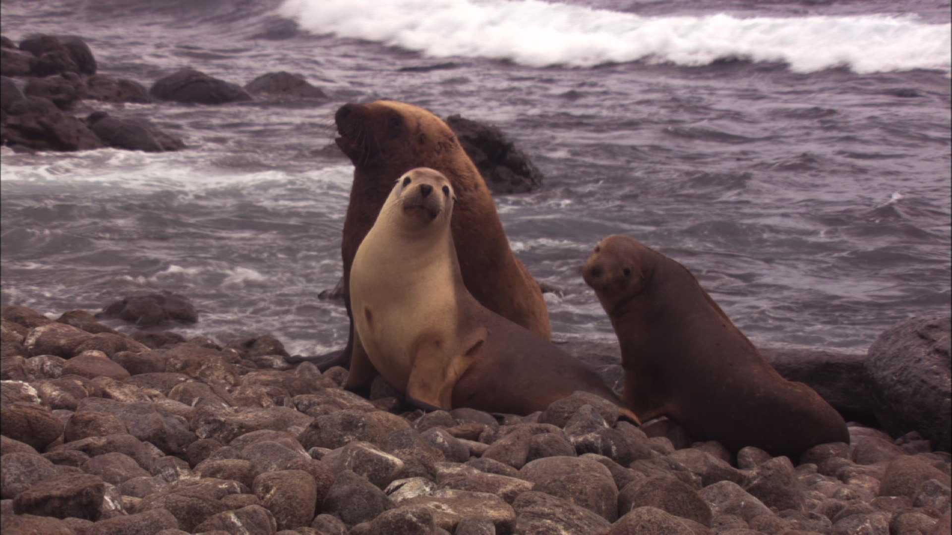 Free download Australian Sea Lions Wide Wallpaper Travel HD Wallpaper [1920x1080] for your Desktop, Mobile & Tablet. Explore Sea Lion Wallpaper. Deep Sea Wallpaper, Lion Wallpaper, Sea Wallpaper