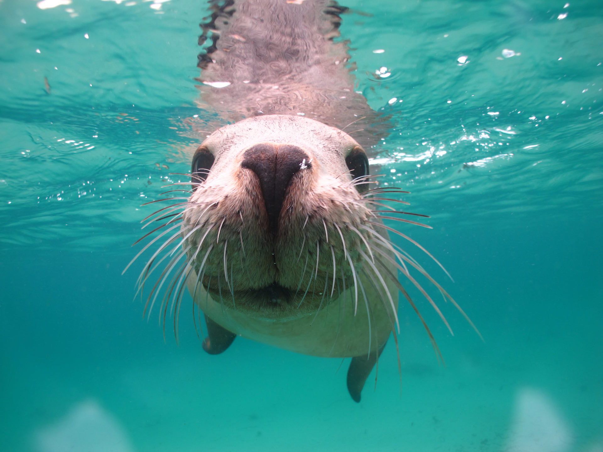 Swim with Sea Lions; watch them do somersaults & backflips around you at the stunning waters of Seal Cove. Port Lincoln.. Sea lion, Shark cage diving, Boxer (dog)