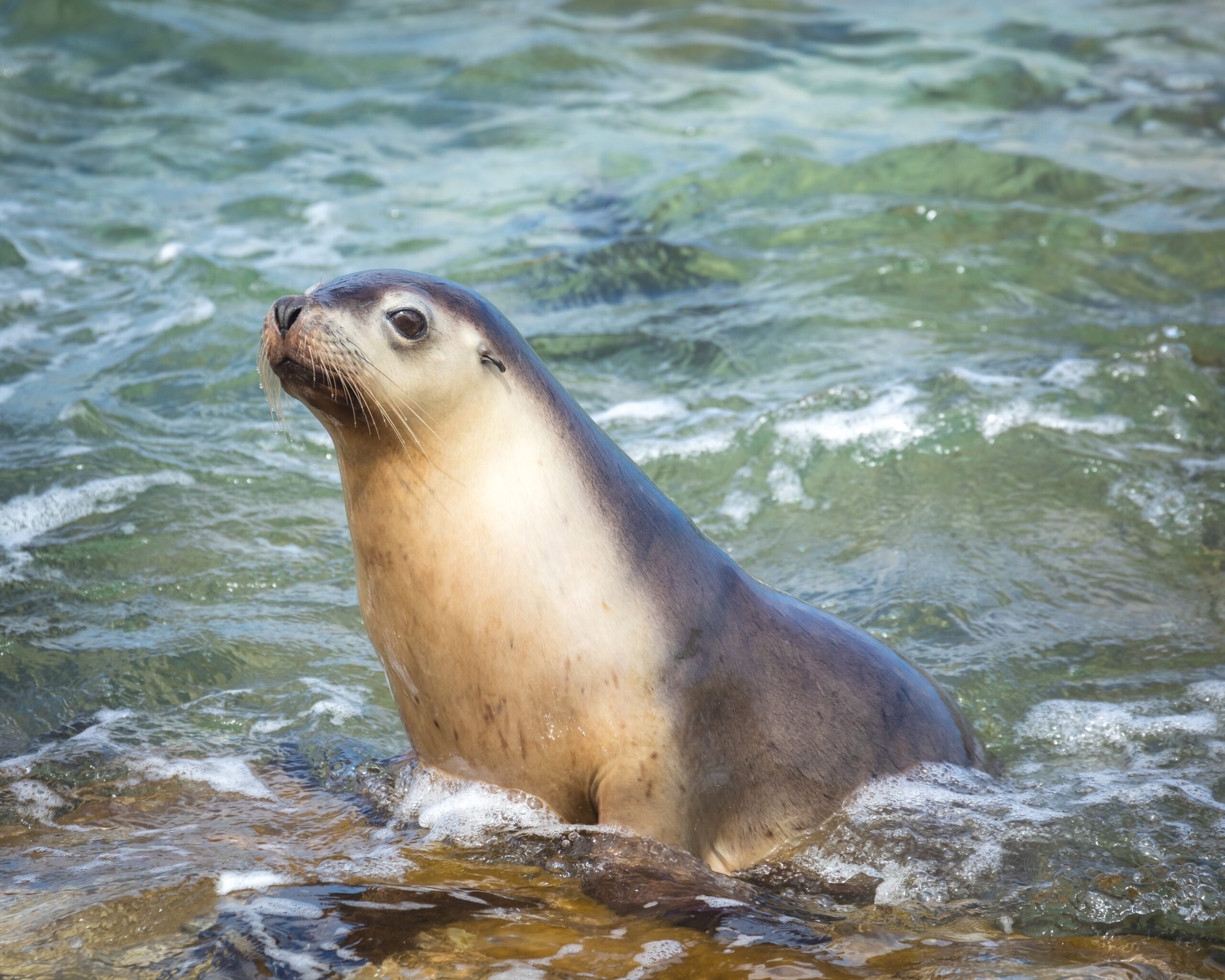 How Does Climate Change Affect Australian Sea Lions