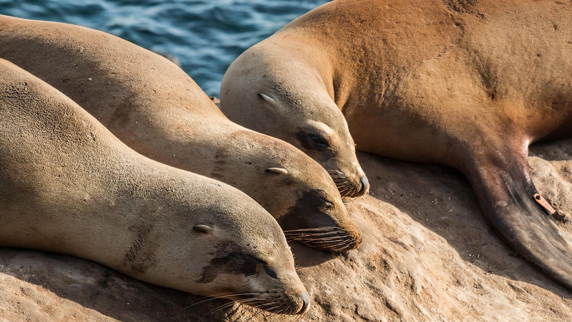 Sea Lion. San Diego Zoo Animals & Plants