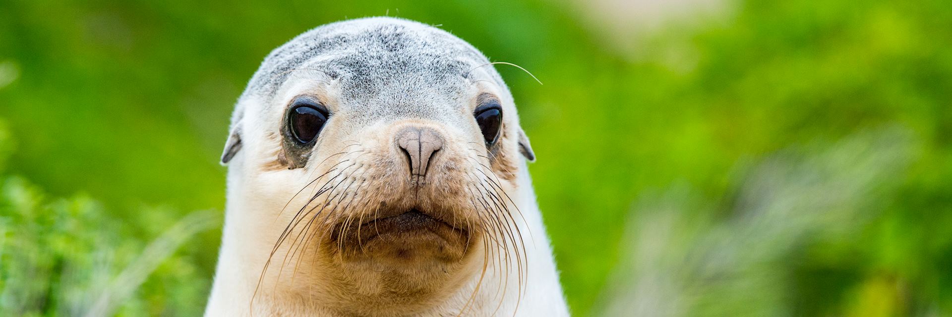 Sea Lion & Outback Experience, Australia