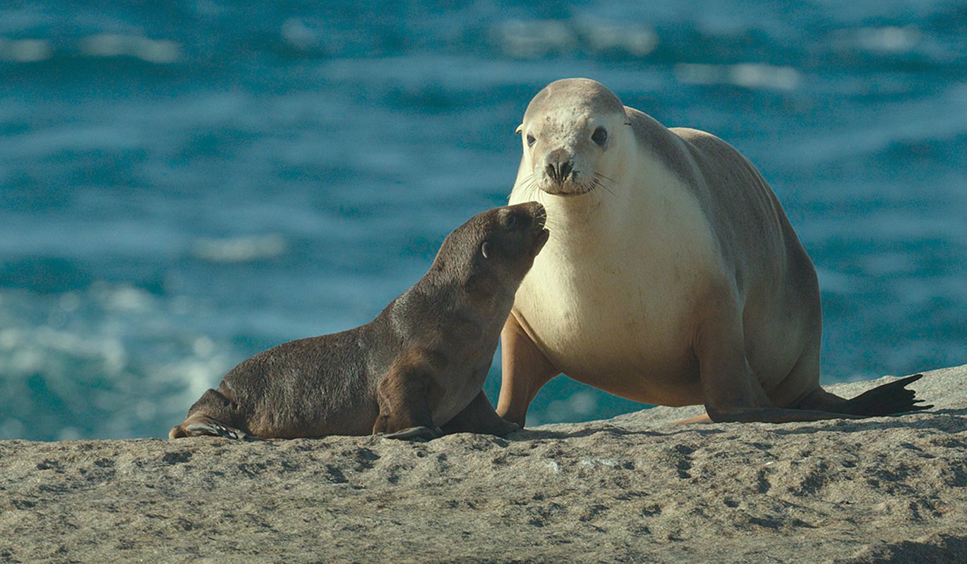 Sea Lions: Life By A Whisker. TELUS World of Science