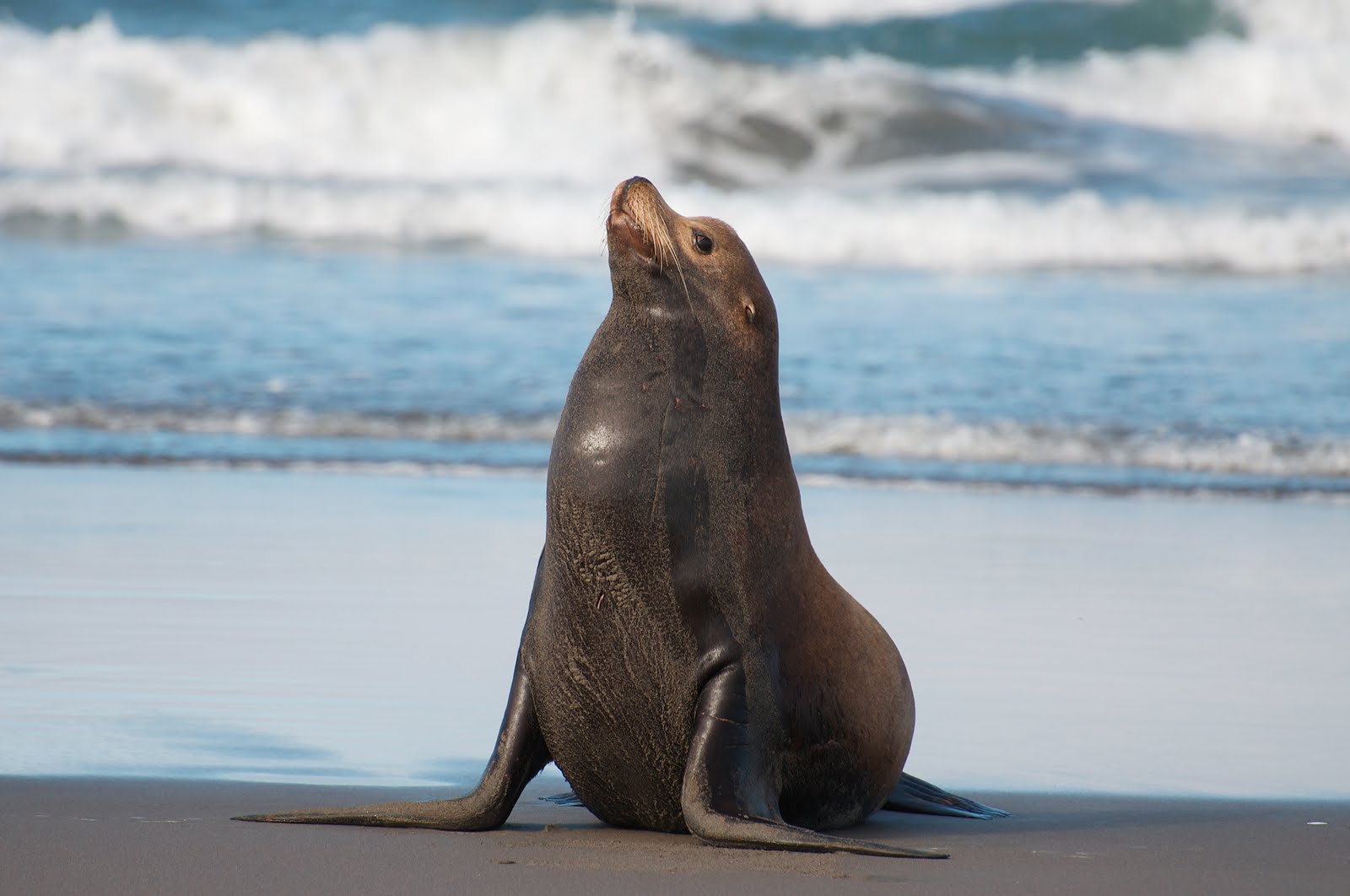 Sea lions exposed to algal toxin show impaired spatial memory (Constantine Alexander's Journal)