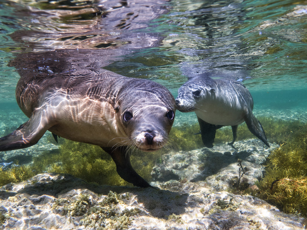 AUSTRALIAN SEA LIONS