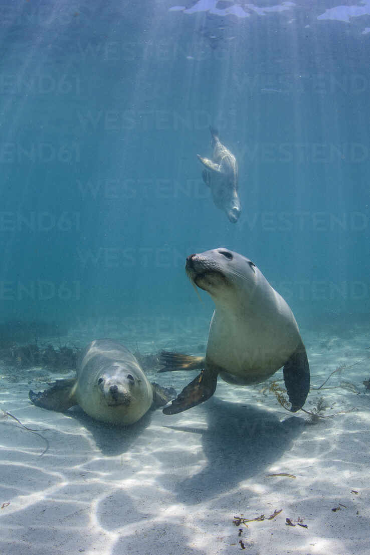 Undersea view of Australian sea lions (Neophoca cinerea)