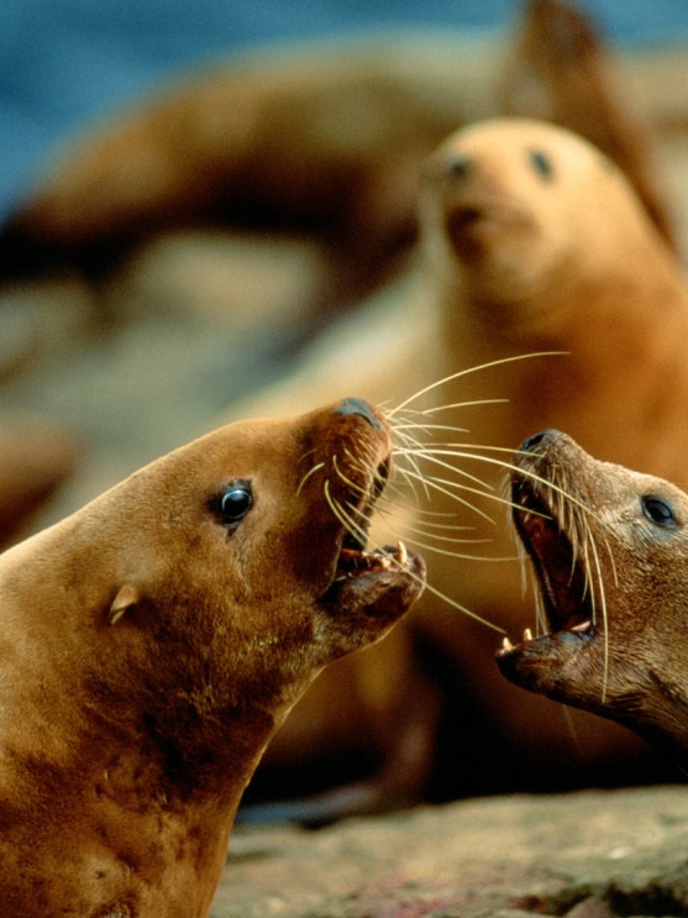 Seal Picture Lion Wallpaper