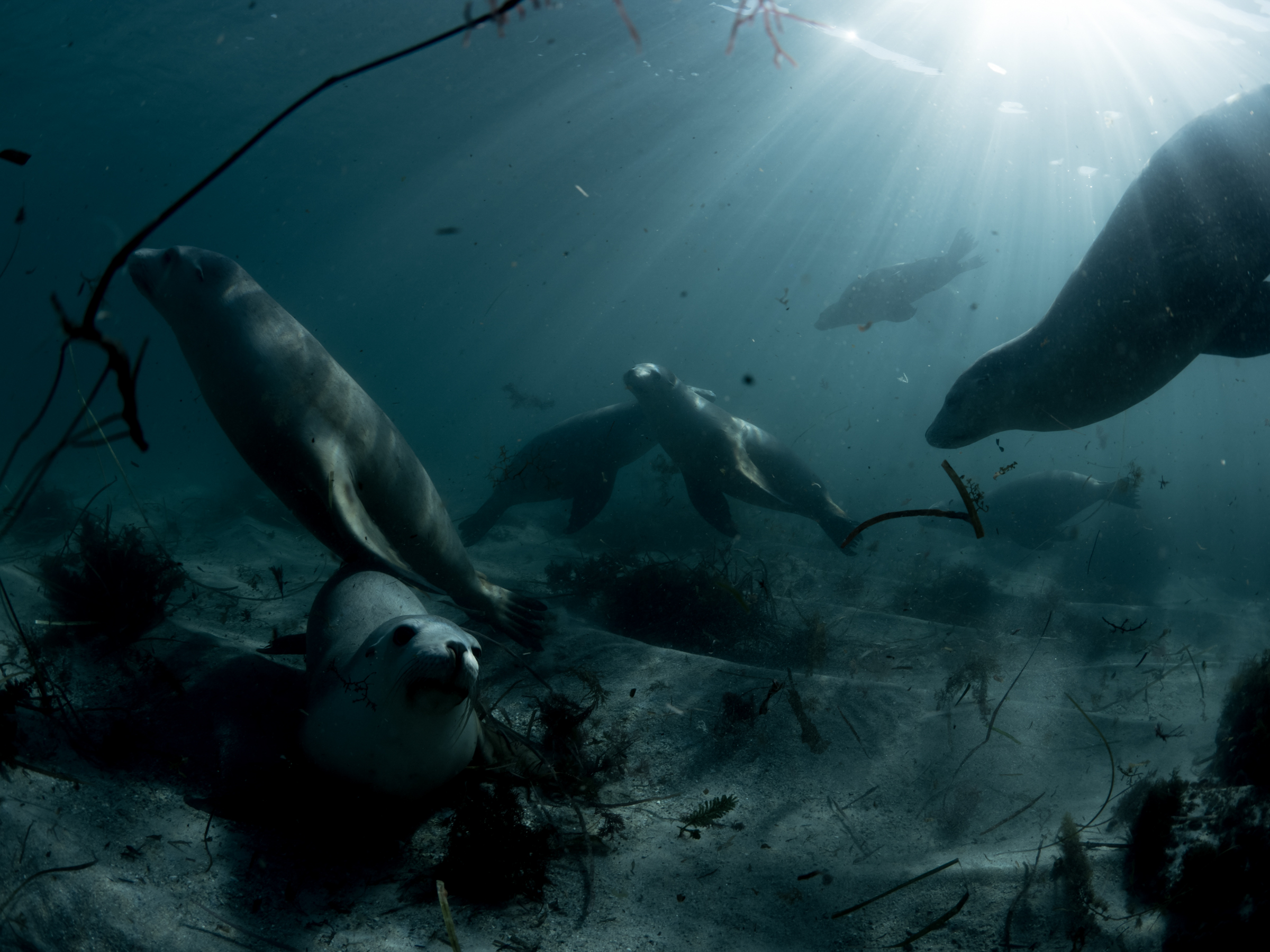 Rare creatures Sea Lion