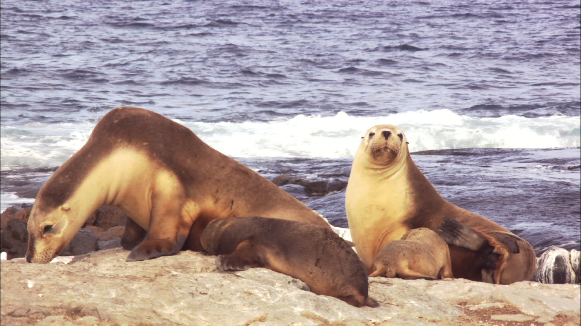 Sea Lion Wallpaper