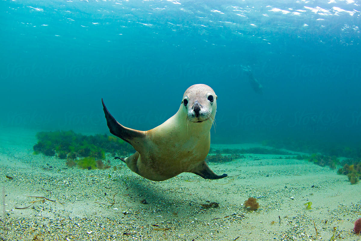 Australian Sea Lion Wallpapers - Wallpaper Cave