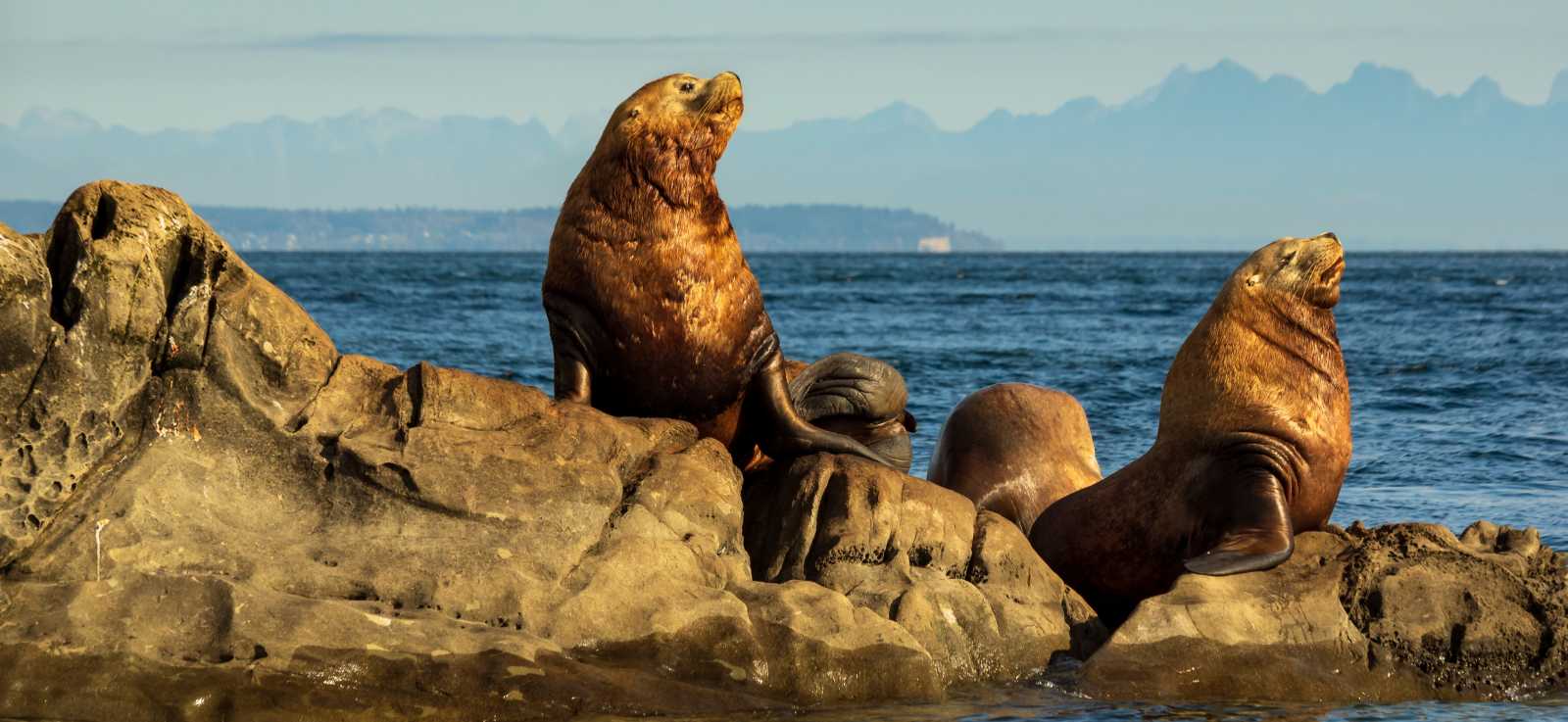 Steller Sea Lion. The Marine Mammal Center