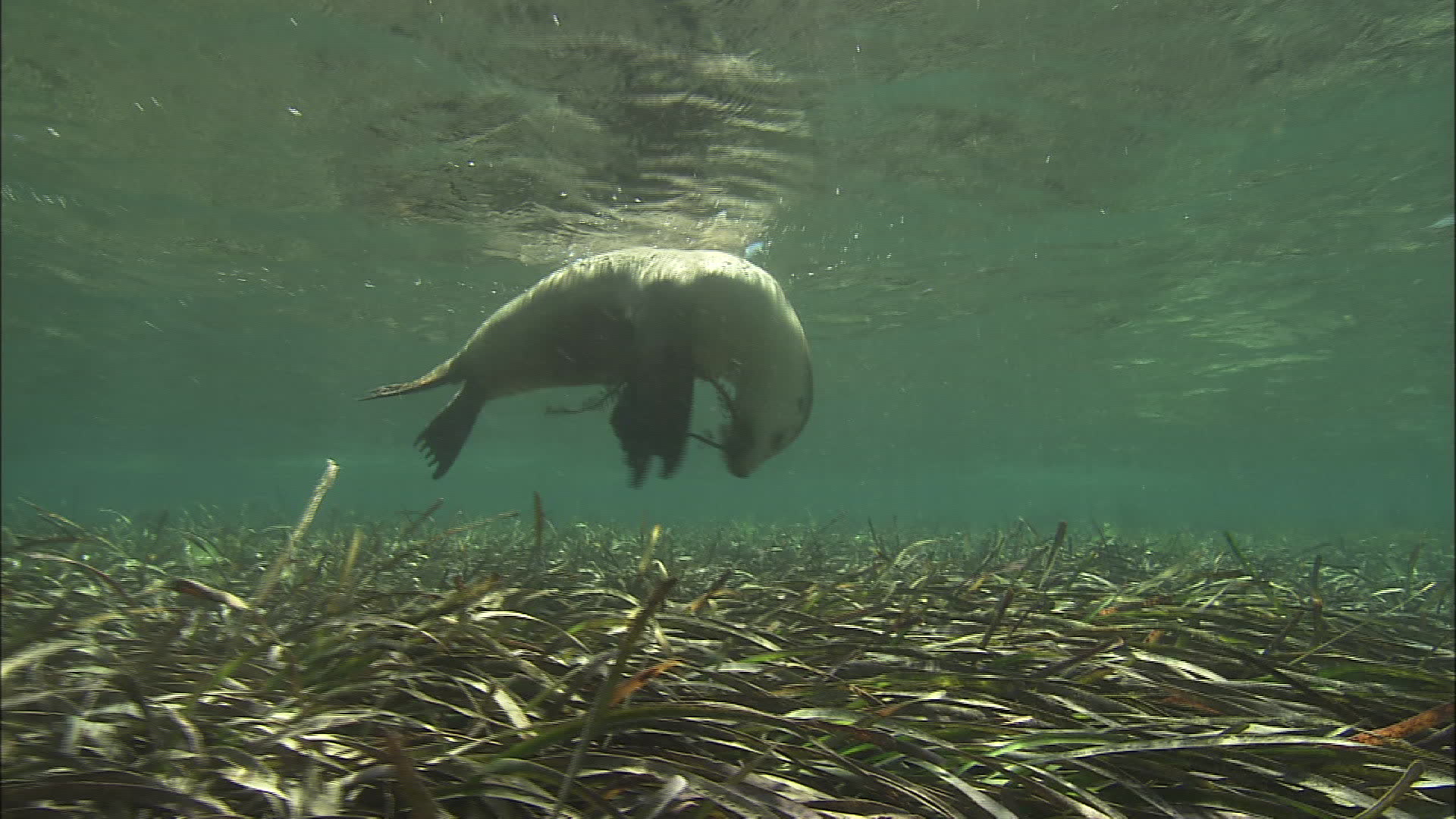 Free download Australian Sea Lions Swimming Wallpaper Travel HD Wallpaper [1920x1080] for your Desktop, Mobile & Tablet. Explore Sea Lion Wallpaper. Deep Sea Wallpaper, Lion Wallpaper, Sea Wallpaper
