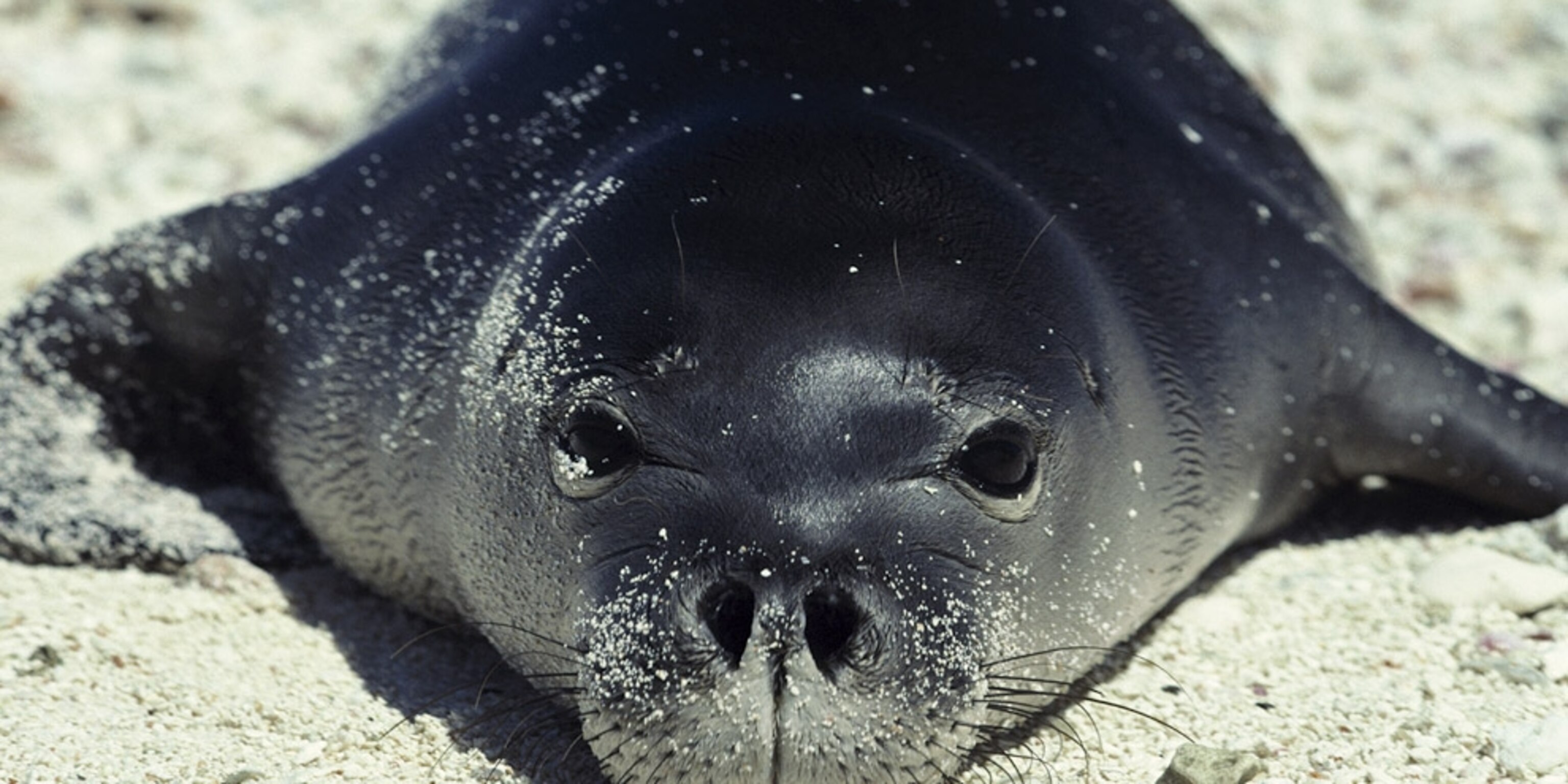 Seal Picture Lion Wallpaper