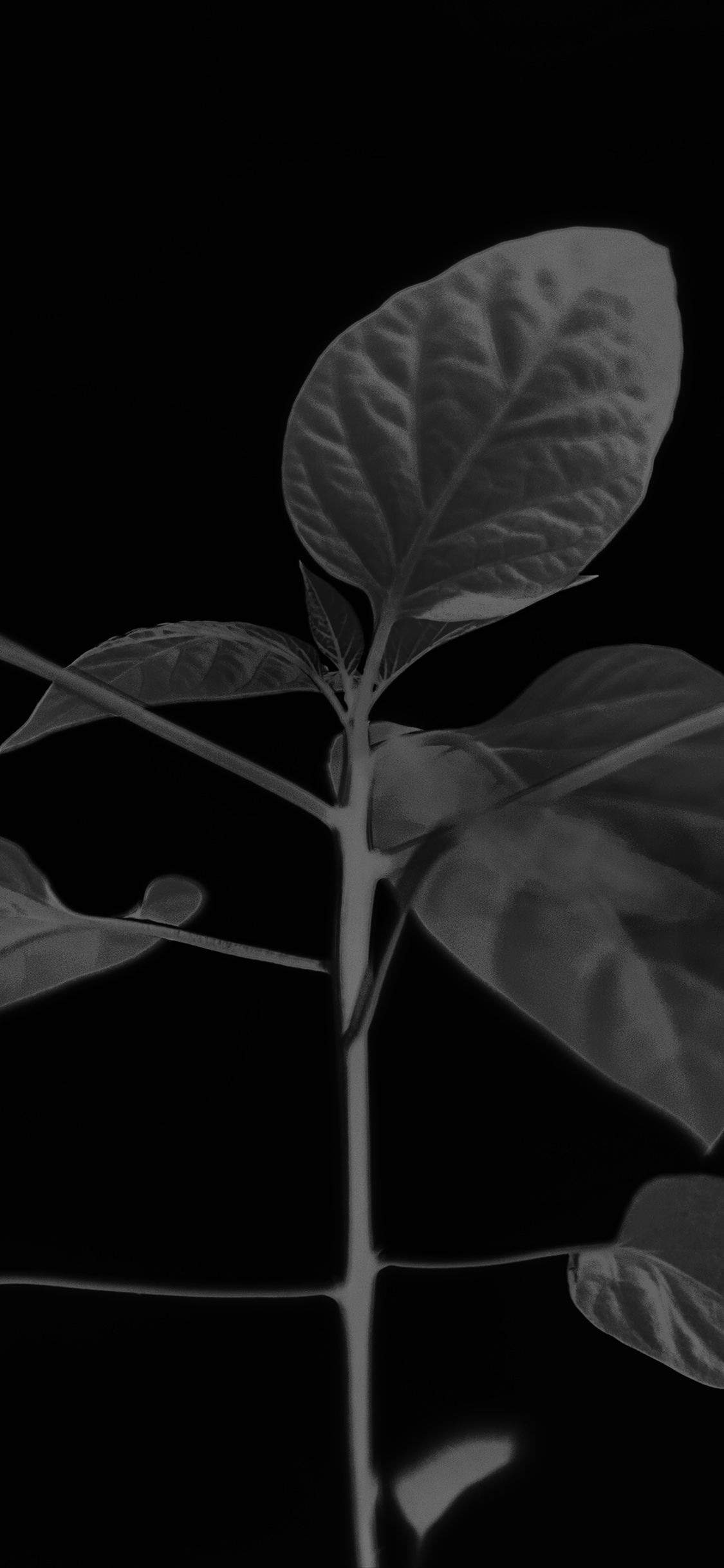 Minimalist Nature iPhone Wallpapers - Wallpaper Cave