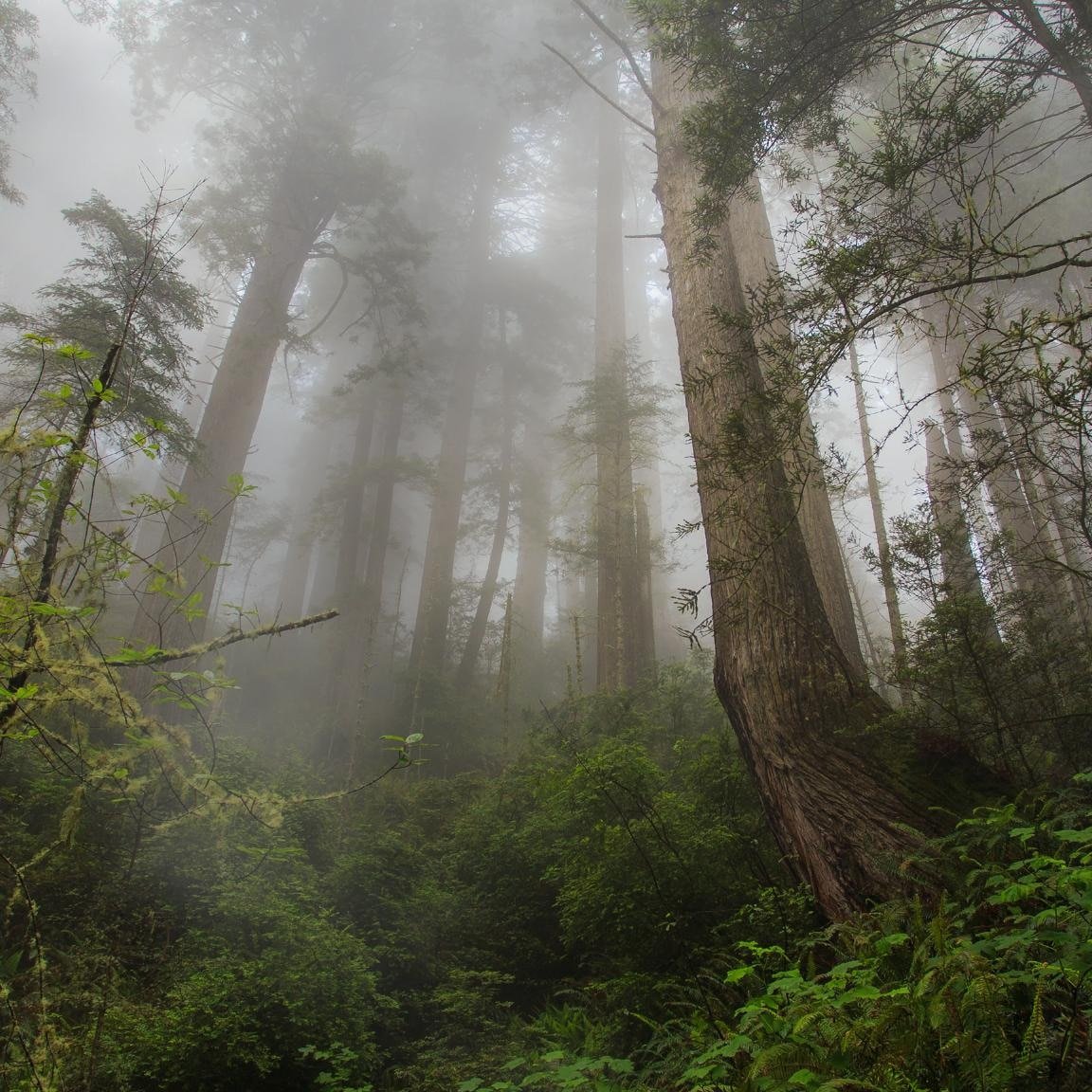 Cloudy Forest Wallpapers - Wallpaper Cave